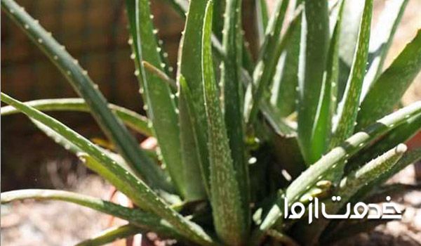 علت پژمرده شدن آلوئه ورا